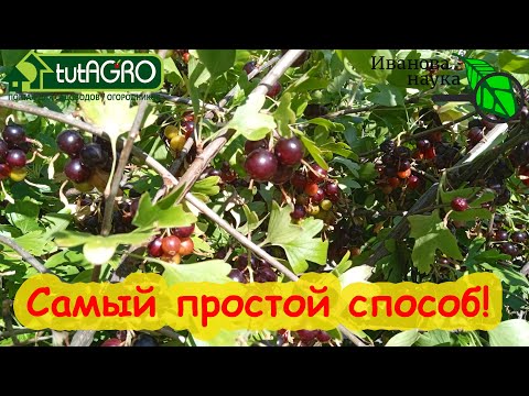 Видео: РАЗМНОЖЕНИЕ САМОЙ ВКУСНОЙ СМОРОДИНЫ: самый простой способ без грядок, препаратов и пленки.