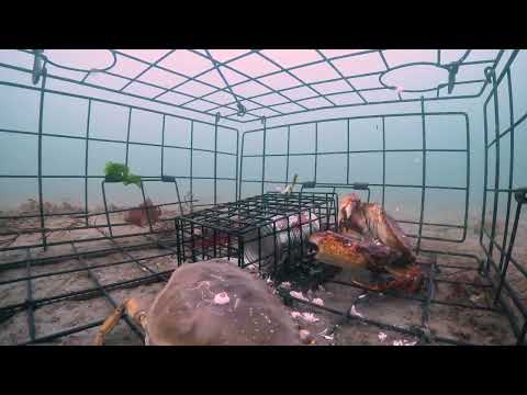 Видео: GoPro в ловушке для крабов 1.2 Секреты ловли крабов, Рокки против Барни