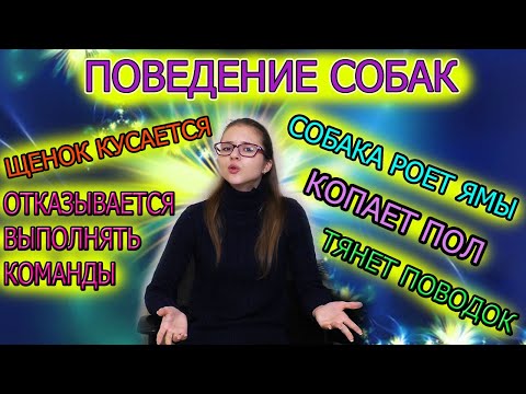 Видео: Почему щенок кусается. Почему собака копает землю, пол. Почему собака отказывается выполнять команды