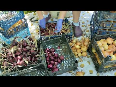 Видео: Всё-таки муха не пролетела мимо