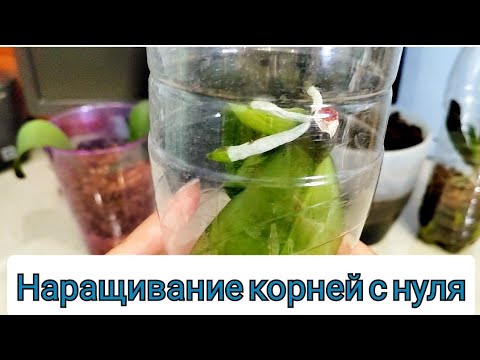 Видео: СЛОЖНАЯ реанимация орхидеи прошла УСПЕШНО. Как нарастить корни с НУЛЯ?