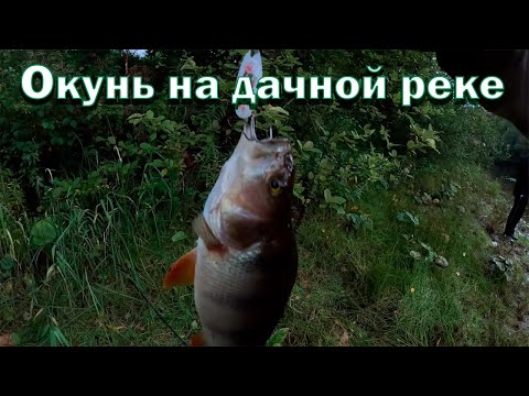 Видео: Рыбалка на дачной реке! Ловля окуня на вертушки!