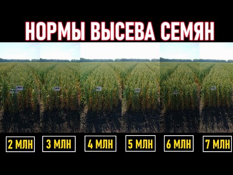 Видео: Нормы высева яровой пшеницы и ячменя от 2 до 7 млн штук на гектар