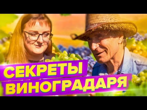 Видео: ВИНОГРАД ПОСПЕЕТ! СЕКРЕТЫ ВЫРАЩИВАНИЯ В СИБИРИ, ПОДМОСКОВЬЕ НА УРАЛЕ. ЗАЩИТИТЬ ОТ ВРЕДИТЕЛЕЙ!