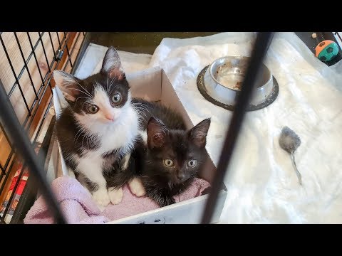 Видео: История замерзающих котят найденных в лесу animal shelter kitty rescue history