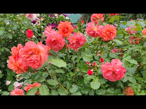 Видео: Делюсь красотой. Розы в моем саду. Часть третья. Ещё один розарий.