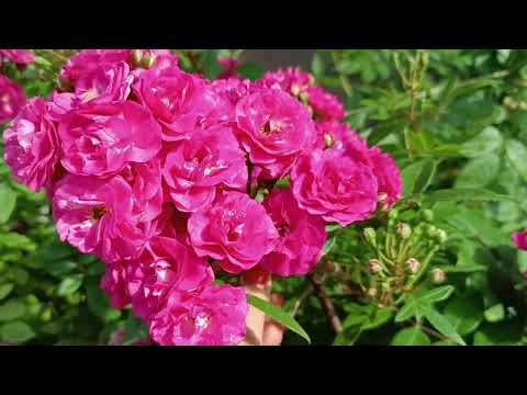 Видео: Квітучий паркан: Excelsa, Dinky та клематис.