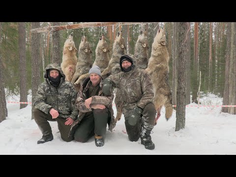 Видео: Охота на волка Winterjagd auf Wolf 2025 (фильм первый)