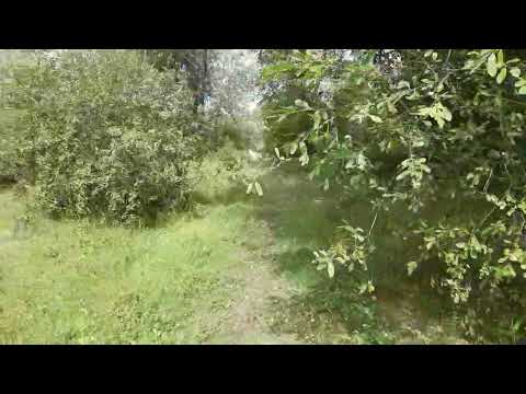 Видео: 11 августа - репа взошла :)))