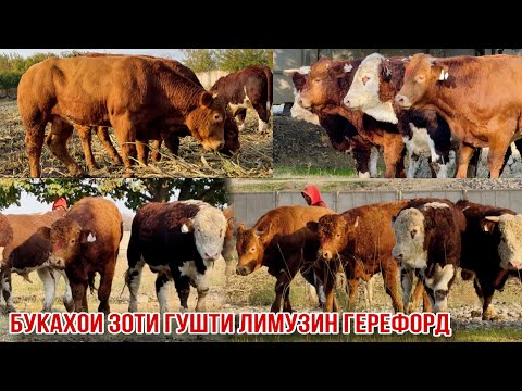 Видео: Лимузин ва Герефорд букаҳои гушти арзон 2 ноября 2024 г.