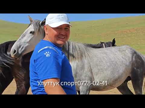 Видео: Дакан үйүр