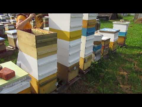 Видео: Содержание пчёл в 8-рамочных ульях. 2017 год. Снимаем мед