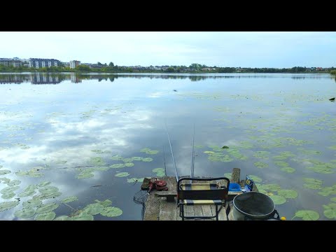 Видео: Рибалка на поплавок у лататті.  Кіт знімає рибу з гачка!