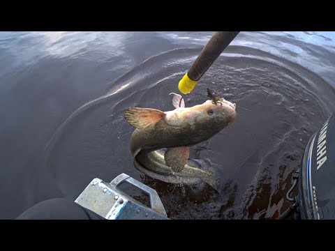 Видео: НАЛИМЫ ПРЫГАЮТ В ЛОДКУ. Июнь среди льдов на Енисее.