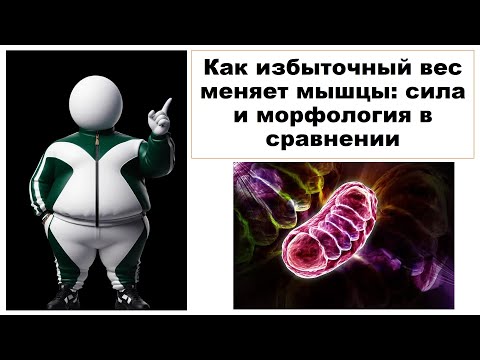 Видео: Как избыточный вес меняет мышцы: сила и морфология в сравнении