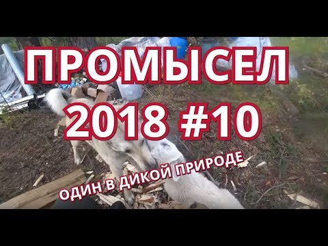 Видео: ПРОМЫСЕЛ 2018-19. #10 ПОЛГОДА В ДИКОЙ ТАЙГЕ. СТРОЮ ЖИЛИЩЕ. ДОБЫВАЮ РЫБУ И МЯСО. НАБЛЮДАЙ!