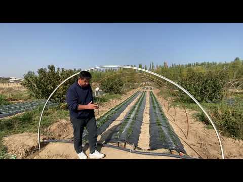 Видео: Балаганды (теплица) жасоо ыкмасы.