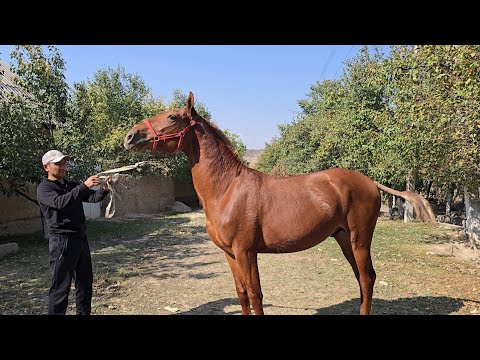 Видео: САРДОРДА УСПРИН ТЛЙЛАР..
