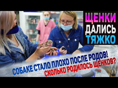 Видео: Тяжелы роды у собаки. Очень испугались! Собака не может придти в себя.