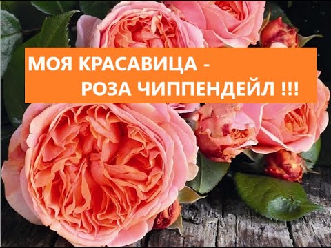 Видео: Моя красавица - роза Чиппендейл !!!