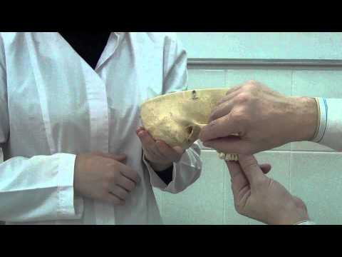 Видео: Небная кость