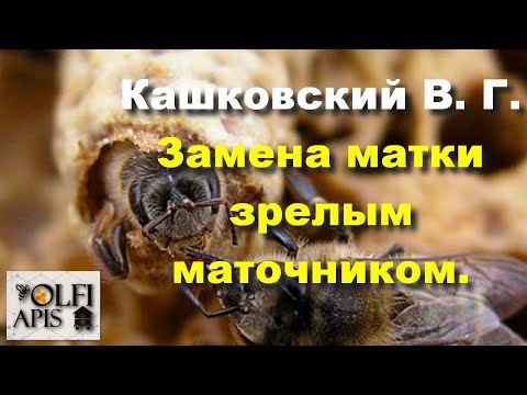 Видео: #Кашковский В.Г. #Замена_матки зрелым маточником.