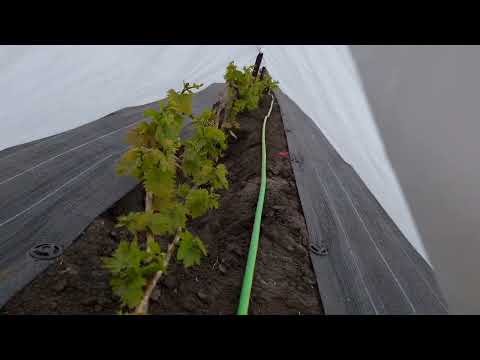 Видео: Как прошли возвратные заморозки на винограднике при - 5. Опыт укрытия от заморозков нашего коллеги