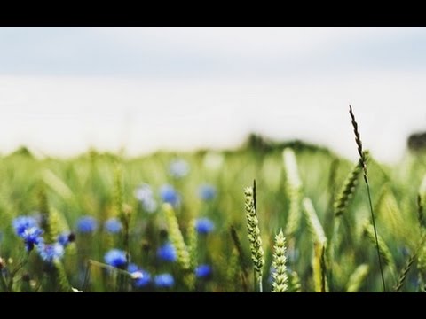 Видео: Уладзімір Караткевіч "Нямоглы бацька"