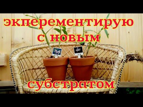 Видео: Орхидея дендробиум Монилиформе/ Moniliforme. Посадка, субстрат.