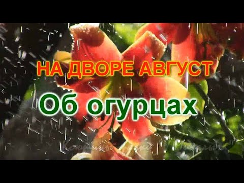 Видео: На дворе Август. ОБ ОГУРЦАХ.