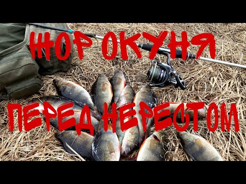 Видео: ЖОР ОКУНЯ ПЕРЕД НЕРЕСТОМ. СКОЛЬКО ЕГО ТУТ?! Ловля ОКУНЯ на спиннинг. Рыбалка на спиннинг