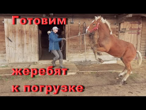 Видео: Готовим жеребят к погрузке в коневоз