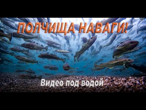 Видео: Море наваги! Подводная съёмка наваги и корюшки в море подо льдом в селе Советское на Сахалине.