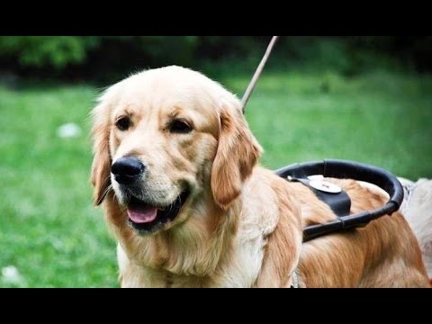 Видео: Вижте как се обучва куче-водач във фондация  "Очи на четири лапи"
