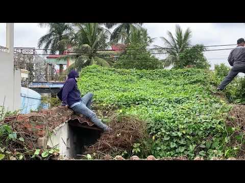Видео: Эффектное преображение заброшенного дома, покрытого заросшими деревьями - CLEAN UP