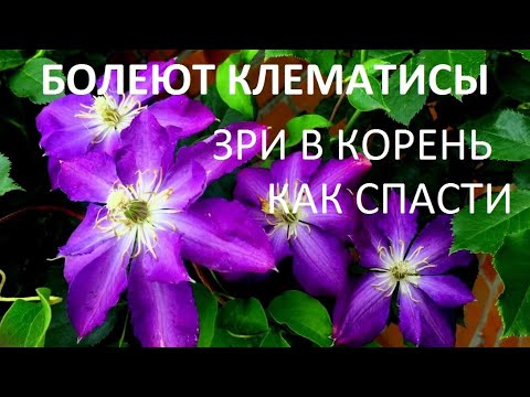 Видео: Почему  болеют клематисы? Ищем причину.ЛЕЧИМ. Биологические и химические методы борьбы с нематодой.