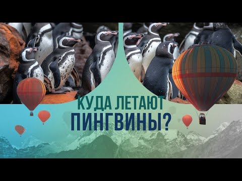 Видео: Куда летают пингвины? Все о путешествия наших меньших братьев.