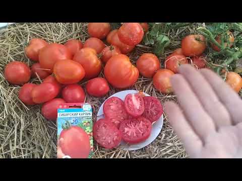 Видео: обзор , 🍅 вот такой ,,сибирский карлик,,получился 👍