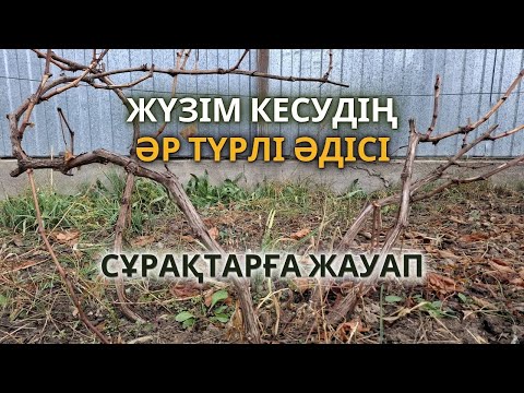 Видео: Жүзім жайлы сұрақтарға жауап | Кесу Әдістері