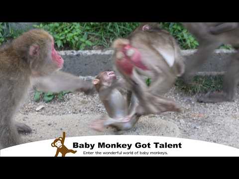 Видео: Слезы встречи! Потерянный малыш обезьянка ищет маму / monpai monyet snow monkey