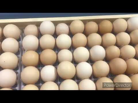 Видео: Инкубатор 200 тухум териш ишлатиш