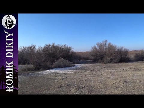 Видео: В поисках январского зайца 2025 г.