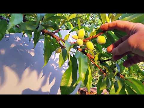 Видео: Праскова Прореждане на плода.