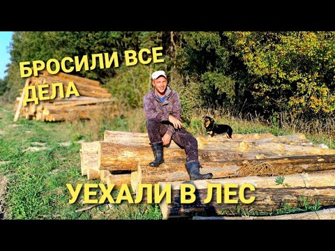 Видео: Бросили все дела - уехали в лес. Уборка урожая
