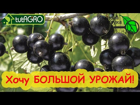 Видео: ХОЧУ и ПОЛУЧУ... БОЛЬШОЙ УРОЖАЙ смородины, крыжовника, малины, земляники и винограда! Сделайте ТАК!