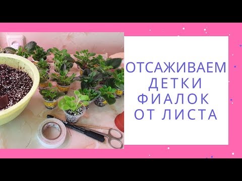 Видео: Отсаживаем детки фиалок от листа сразу на фитиль