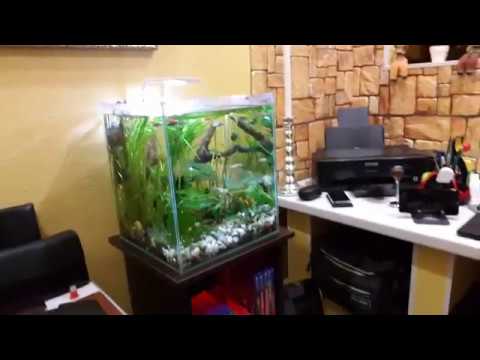 Видео: Аквариум 30 литров