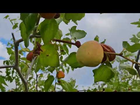 Видео: Зизифус. Урожай.  Итоги года.