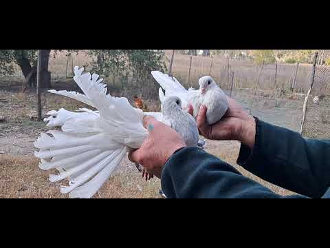Видео: 28 сентября 2025 г.