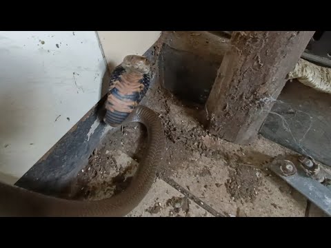 Видео: ПЛЮЮЩАЯСЯ КОБРА на участке в Веруламе, Квазулу-Натал, Южная Африка.